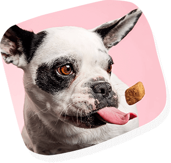 Foto de perro con alimento